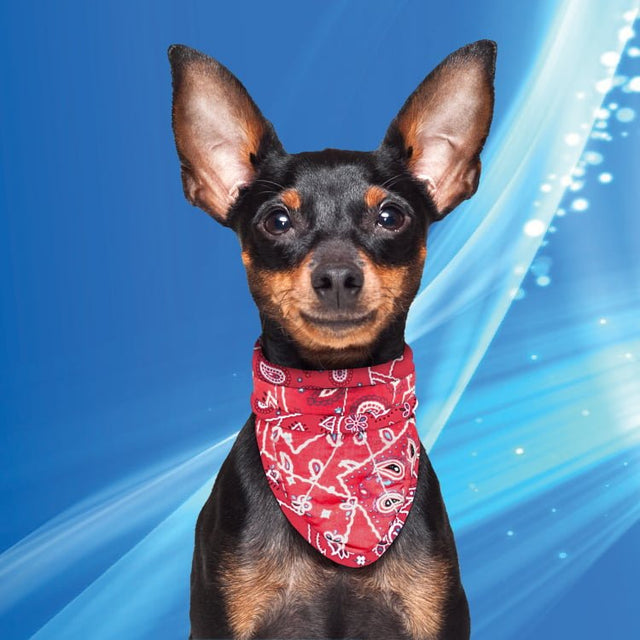 Animal Gear Aqua Coolkeeper Bandana Camouflage Cooling > Koelvest XX - Large