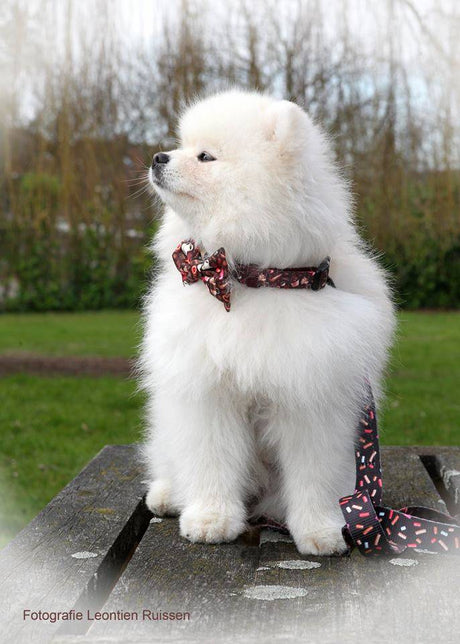 Frenkiez Coffee Sprinkles Halsband halsband > hondenhalsband Small