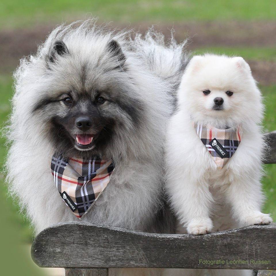 Frenkiez Cooling  Bandana BarkBerry Beige - Premium Hondenkleding > bandana from Frenkiez - Just €5.99! Shop now at Frenkiezdogshop