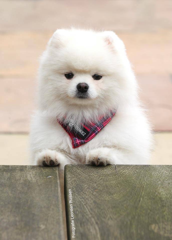 Frenkiez Cooling Bandana BarkBerry Red - Premium Hondenkleding > bandana from Frenkiez - Just €8.99! Shop now at Frenkiezdogshop