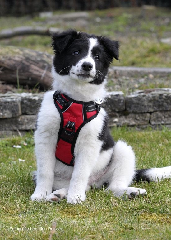 Frenkiez reflective Y tuig no pull dogharness Red - Premium hondentuig > honden harnas from Frenkiez - Just €34.99! Shop now at Frenkiezdogshop