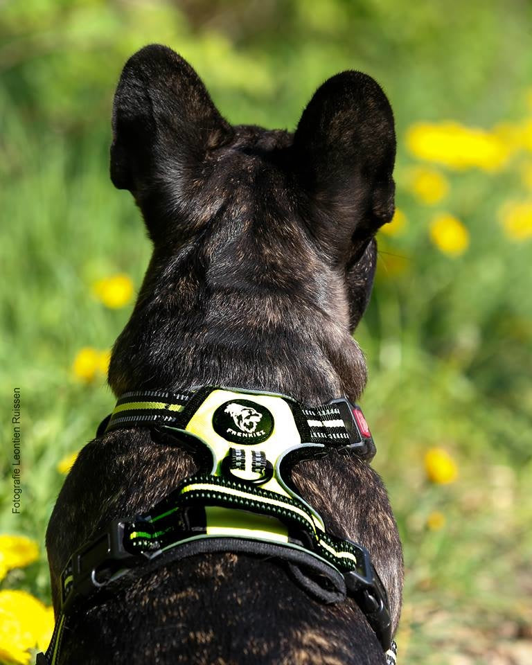 Frenkiez reflective no pull dog Y harness yellow/green ( XS & XL ) - Premium hondentuig > honden harnas from Frenkiez - Just €19.99! Shop now at Frenkiezdogshop