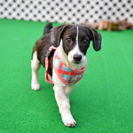 Pinkaholic Vivica Harness pink hondentuig > honden harnas > model A Small