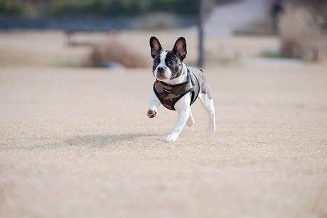 Puppia Soft Vest Harness model B camo hondentuig > honden harnas > model B X - Small