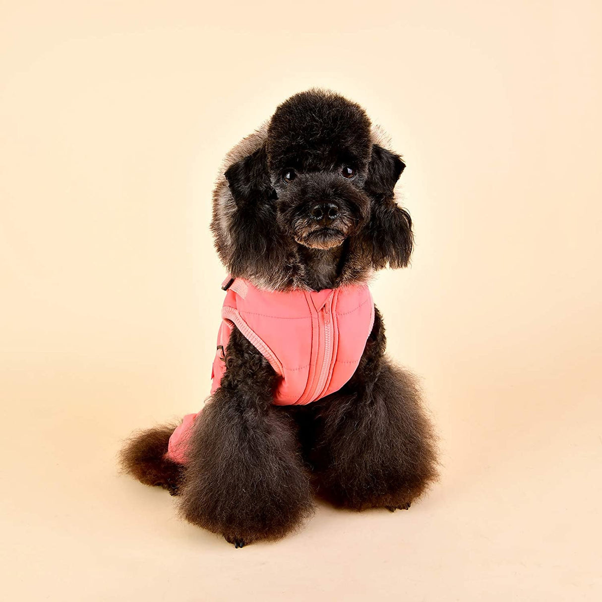 Pinkaholic Evelyn Jacket Harness Indian Pink - Premium Hondenkleding > hondenjas from Pinkaholic - Just €55.99! Shop now at Frenkiezdogshop