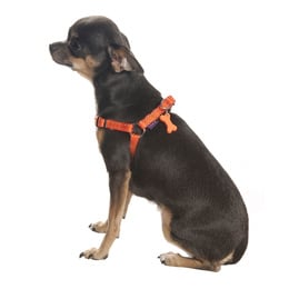 Bobby SAFE harness Orange - Premium hondentuig > honden harnas from Bobby - Just €12.99! Shop now at Frenkiezdogshop