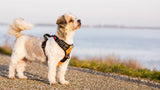 Frenkiez reflective Y tuig dog harness orange - Premium hondentuig > honden harnas from Frenkiez - Just €19.99! Shop now at Frenkiezdogshop