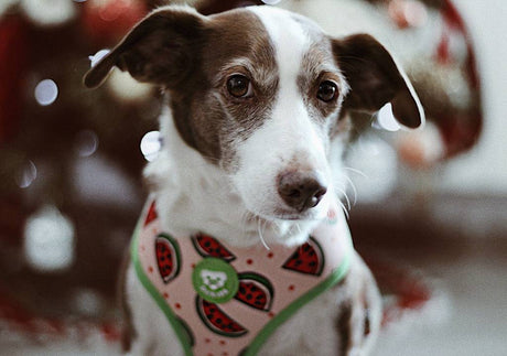 Dukier Reversible Harness watermelon - Premium hondentuig > honden harnas from Dukier - Just €22.99! Shop now at Frenkiezdogshop