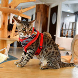 Catspia Katten Tuigje Penelope Harness Red ( LARGE ) - Premium Kattentuig > kattenharnas from Catspia - Just €26.99! Shop now at Frenkiezdogshop