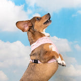 Pinkaholic Amara Harness Light Pink