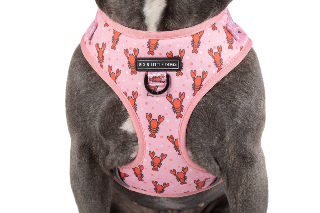 Big and Little Dogs Adjustable Dog Harness Aw Snap - Premium hondentuig > honden harnas from Big and Little Dogs - Just €28.99! Shop now at Frenkiezdogshop