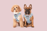 Big and Little Dogs Adjustable Dog Harness Donut Kill My Vibe ( blue version ) - Premium hondentuig > honden harnas from Big and Little Dogs - Just €22.99! Shop now at Frenkiezdogshop