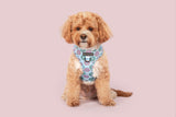 Big and Little Dogs Adjustable Dog Harness Donut Kill My Vibe ( blue version ) - Premium hondentuig > honden harnas from Big and Little Dogs - Just €22.99! Shop now at Frenkiezdogshop