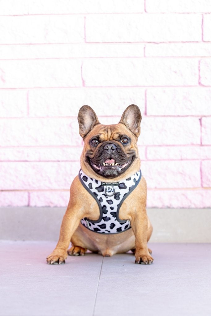 Big and Little Dogs Adjustable dog harness Grey Leopard - Premium hondentuig > honden harnas from Big and Little Dogs - Just €25.99! Shop now at Frenkiezdogshop