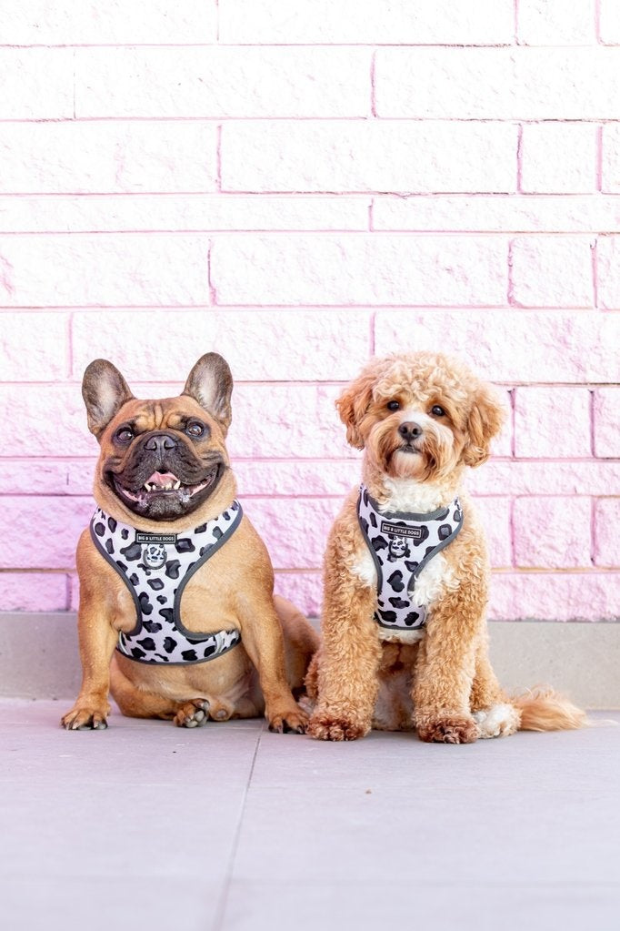 Big and Little Dogs Adjustable dog harness Grey Leopard - Premium hondentuig > honden harnas from Big and Little Dogs - Just €25.99! Shop now at Frenkiezdogshop