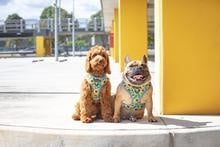 Big and Little Dogs Adjustable Dog Harness Hello Sunshine ( XLARGE) - Premium hondentuig > honden harnas from Big and Little Dogs - Just €19.99! Shop now at Frenkiezdogshop