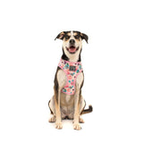 Big and Little Dogs Adjustable I'm A Succa For You ( XLARGE ) - Premium hondentuig > honden harnas from Big and Little Dogs - Just €19.99! Shop now at Frenkiezdogshop