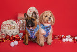 Big and Little Dogs Adjustable Let It Snow - Premium hondentuig > honden harnas from Big and Little Dogs - Just €19.99! Shop now at Frenkiezdogshop