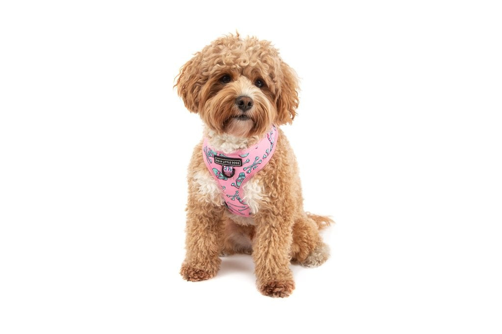 Big and Little Dogs  Adjustable Skull and Bones - Premium hondentuig > honden harnas from Big and Little Dogs - Just €23.99! Shop now at Frenkiezdogshop