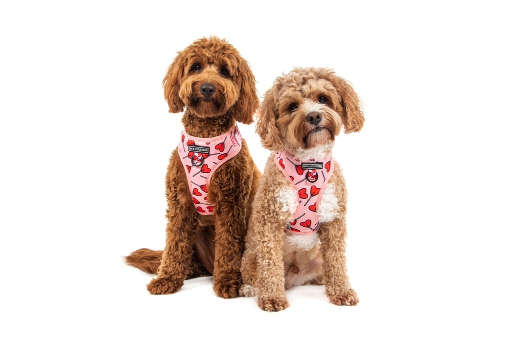 Big and Little Dogs Sucker For Love - Premium hondentuig > honden harnas from Big and Little Dogs - Just €19.99! Shop now at Frenkiezdogshop