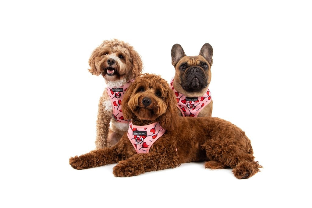 Big and Little Dogs Sucker For Love - Premium hondentuig > honden harnas from Big and Little Dogs - Just €19.99! Shop now at Frenkiezdogshop