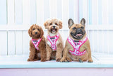 Big and Little Dogs Adjustable Harness Pink Tie Dye ( S, L & XL ) - Premium hondentuig > honden harnas from Big and Little Dogs - Just €19.99! Shop now at Frenkiezdogshop