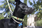 Dukier halsband collar Avocado - Premium halsband > hondenhalsband from Dukier - Just €17.99! Shop now at Frenkiezdogshop