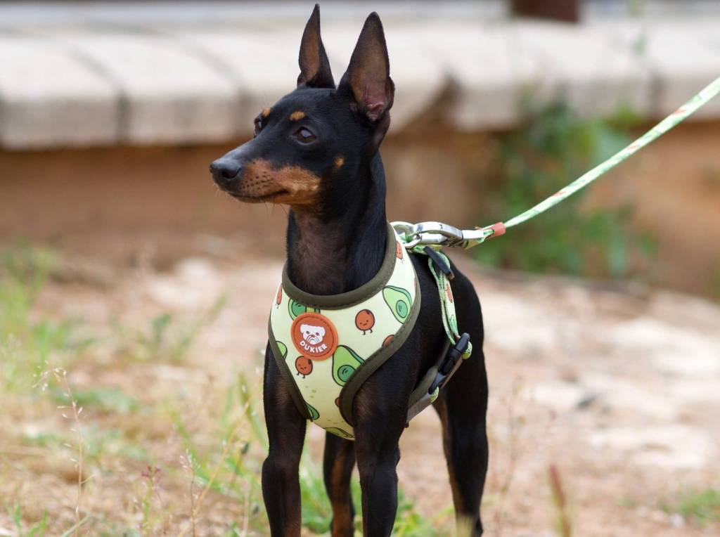 Dukier Reversible Harness Avocado - Premium hondentuig > honden harnas from Dukier - Just €23.99! Shop now at Frenkiezdogshop