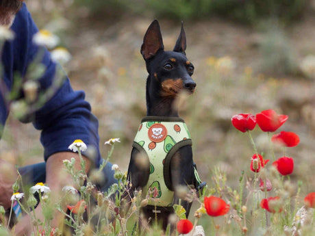 Dukier Reversible Harness Avocado hondentuig > honden harnas > model A X - Small