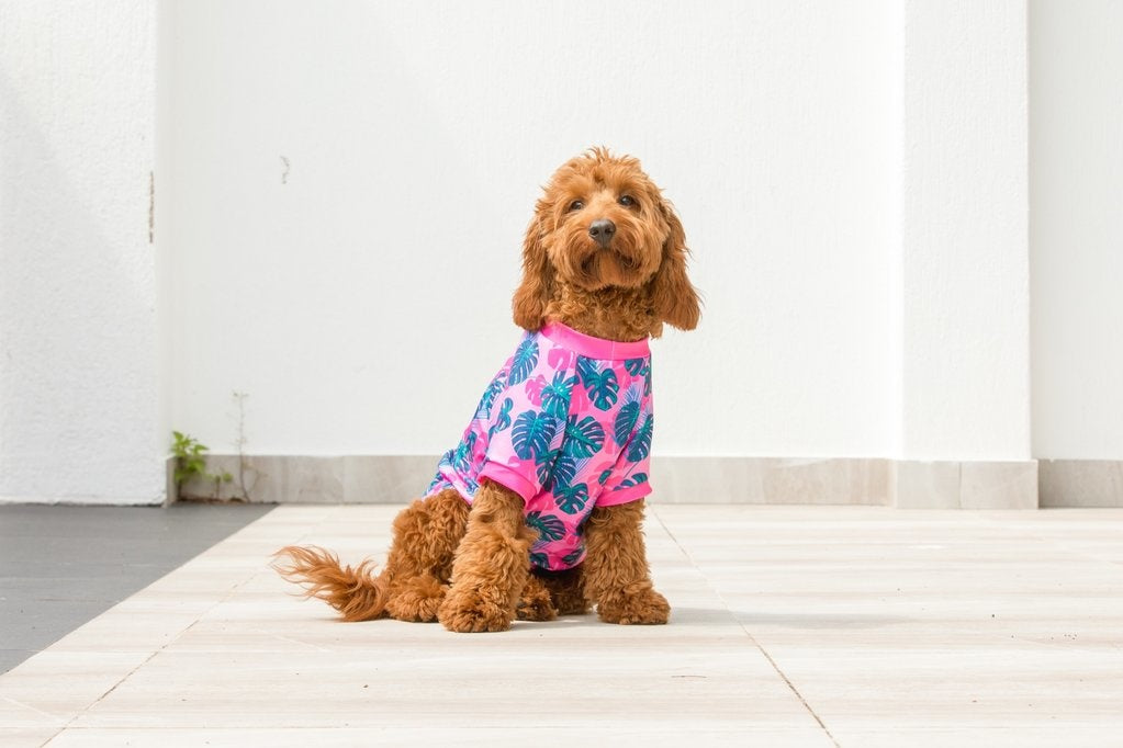 Big and Little Dogs strand shirt met UV bescherming  Summer Lovin' ( Large ) - Premium Hondenkleding > zonbescherming from Big and Little Dogs - Just €23.99! Shop now at Frenkiezdogshop