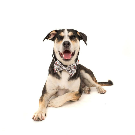 Big and Little Dogs Halsband Best in The West ( XSMALL & MEDIUM ) halsband > hondenhalsband X - Small