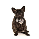 Big and Little Dogs Halsband Best in The West ( XSMALL & MEDIUM ) - Premium halsband > hondenhalsband from Big and Little Dogs - Just €16.99! Shop now at Frenkiezdogshop