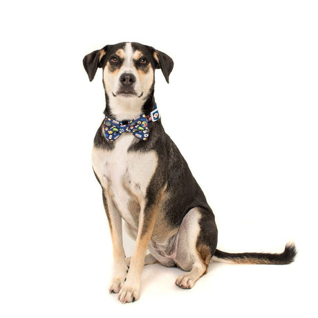 Big and Little Dogs Halsband High Roller halsband > hondenhalsband X - Small