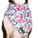 Big  and Little dogs Bandana Beary Cute ( M/L) - Premium Bandana > Hondenbandana from Big and Little Dogs - Just €9.99! Shop now at Frenkiezdogshop