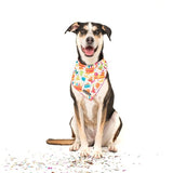 Big  and Little dogs Bandana Birthday Cake ( M/L ) - Premium Bandana > Hondenbandana from Big and Little Dogs - Just €9.99! Shop now at Frenkiezdogshop