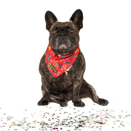 Big and Little dogs Bandana Red Birthday ( S/M) Bandana > Hondenbandana Small/Medium