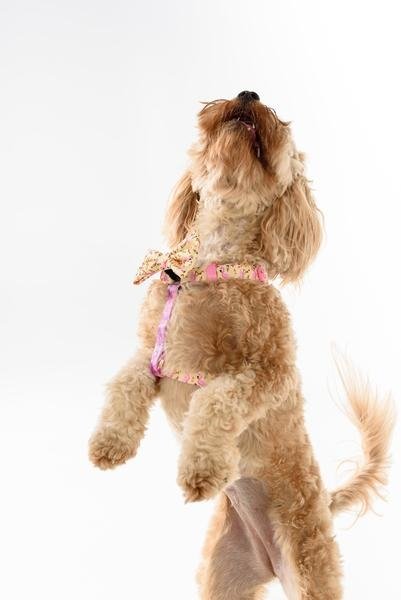 Big and Little Dogs Strap Harness Let's Flamingle ( ALLEEN LARGE) - Premium hondentuig > honden harnas from Big and Little Dogs - Just €19.99! Shop now at Frenkiezdogshop