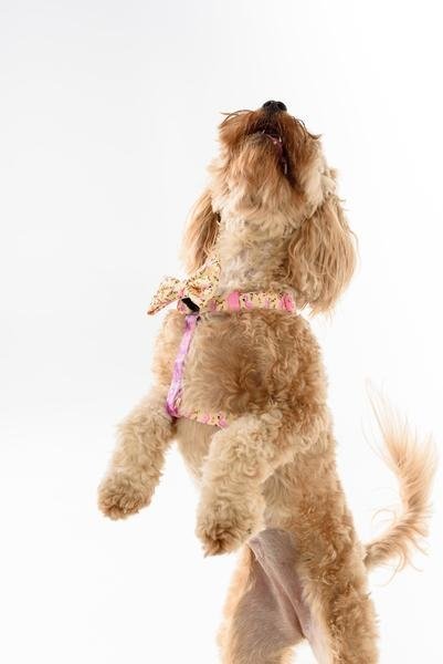 Big and Little Dogs Strap Harness Let's Flamingle ( ALLEEN LARGE) hondentuig > honden harnas > overige modellen Small