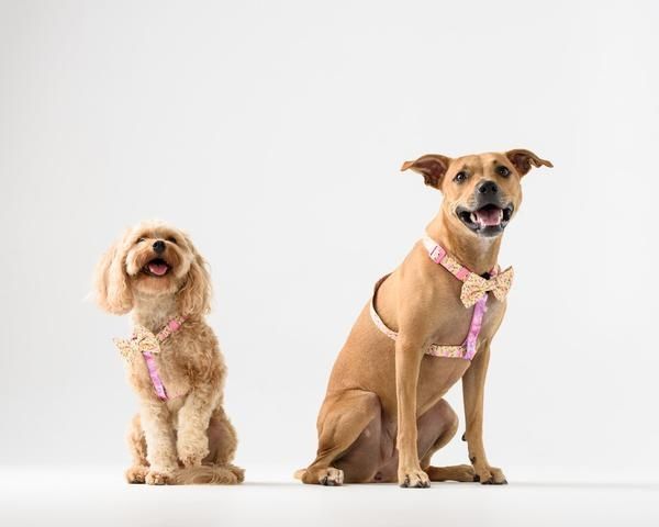 Big and Little Dogs Strap Harness Let's Flamingle ( ALLEEN LARGE) - Premium hondentuig > honden harnas from Big and Little Dogs - Just €19.99! Shop now at Frenkiezdogshop