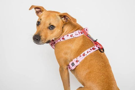 Big and Little Dogs Strap Harness Bug me anytime ( Large ) hondentuig > honden harnas > overige modellen Small