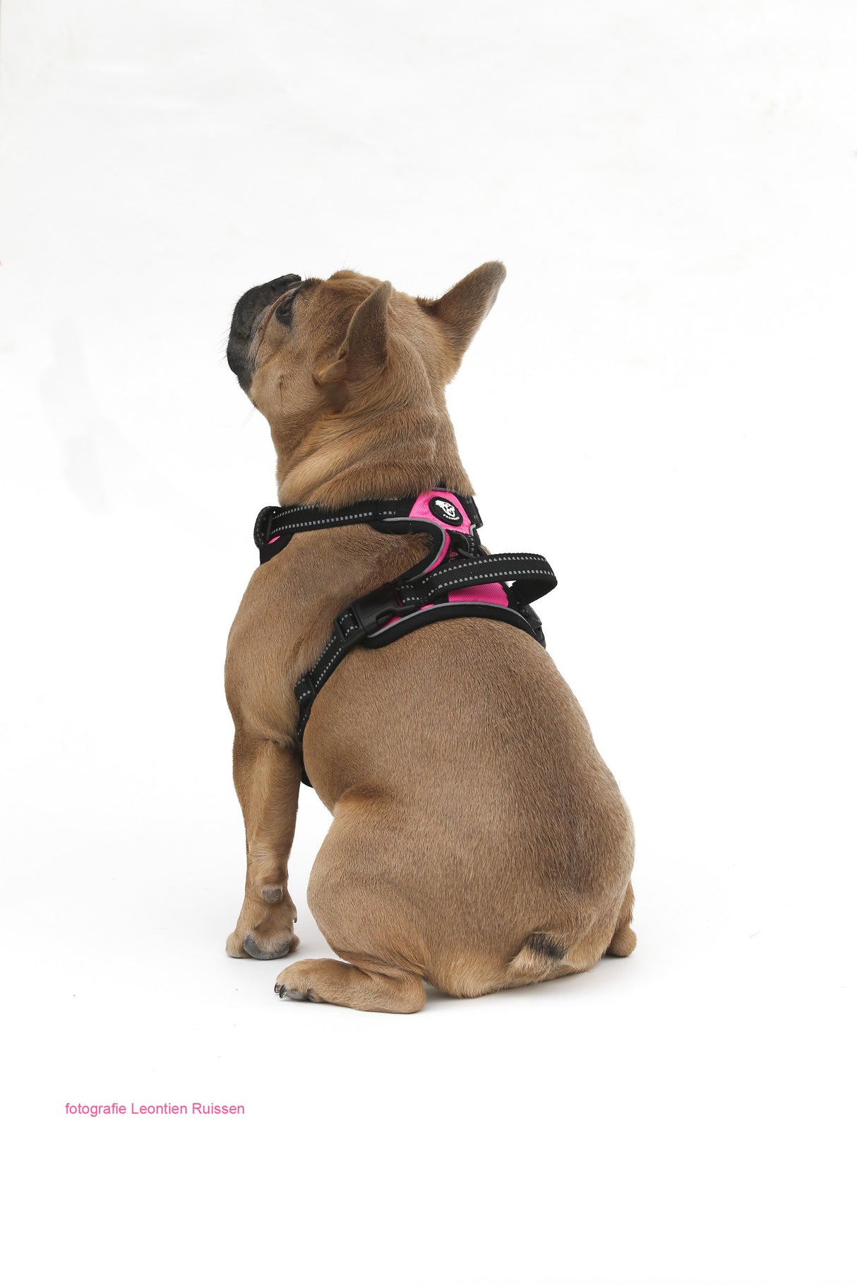 Frenkiez reflective no pull dog harness pink - Premium hondentuig > honden harnas from Frenkiez - Just €19.99! Shop now at Frenkiezdogshop