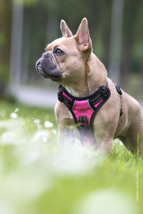 Frenkiez reflective no pull dog harness pink Small hondentuig > honden harnas > Y tuigen X - Small