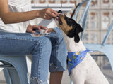 Dukier Bandana camping - Premium Hondenkleding > bandana from Dukier - Just €8.99! Shop now at Frenkiezdogshop