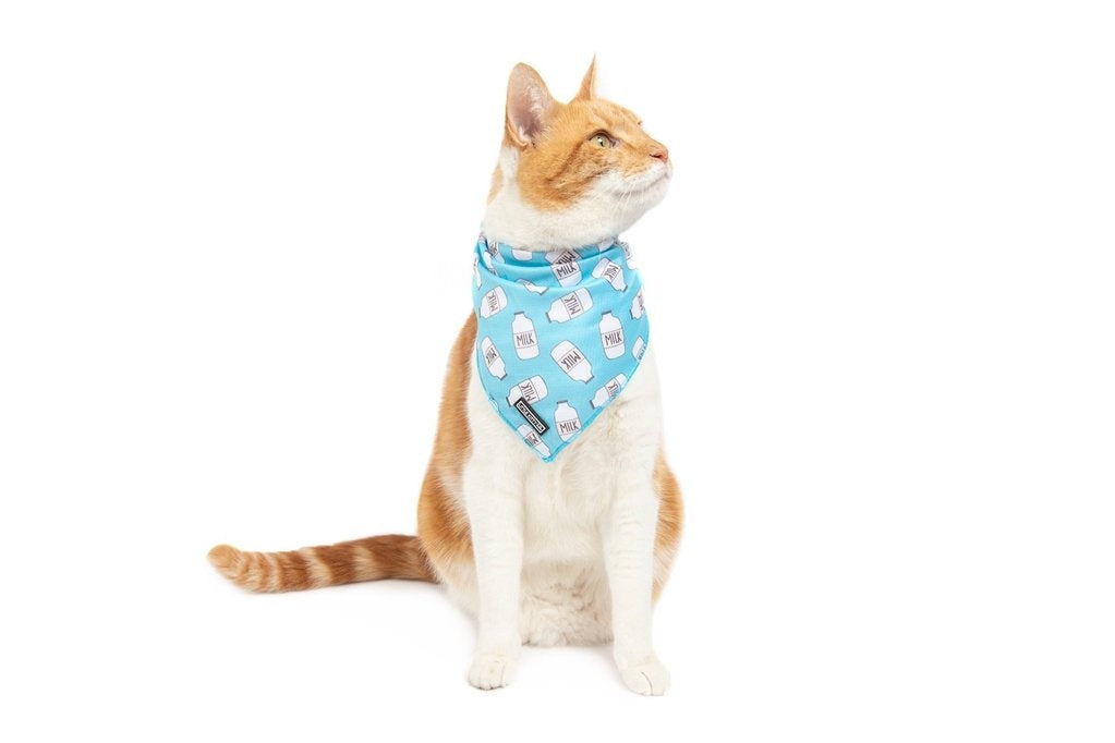 Little Kitty Cat Bandana Milk - Premium Kattenkleding > bandana from Little Kitty - Just €8.99! Shop now at Frenkiezdogshop