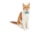 Little Kitty Cat Collar & Bow Tie Milk - Premium halsband > kattenhalsband from Little Kitty - Just €9.99! Shop now at Frenkiezdogshop