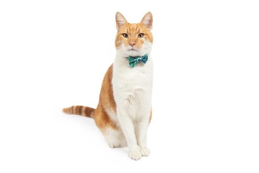 Little Kitty Cat Collar & Bow Tie Vacay Palms - Premium halsband > kattenhalsband from Little Kitty - Just €10! Shop now at Frenkiezdogshop