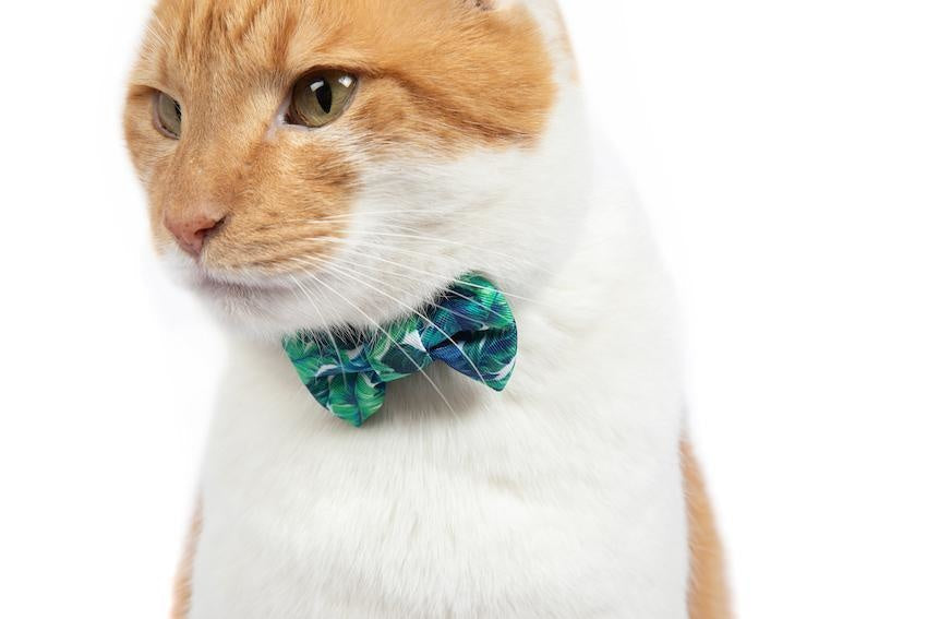 Little Kitty Cat Collar & Bow Tie Vacay Palms - Premium halsband > kattenhalsband from Little Kitty - Just €10! Shop now at Frenkiezdogshop