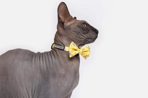 Little Kitty Cat Collar & Bow Tie Cheesin' Around - Premium halsband > kattenhalsband from Little Kitty - Just €9.99! Shop now at Frenkiezdogshop