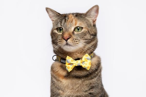 Little Kitty Cat Collar & Bow Tie Cheesin' Around - Premium halsband > kattenhalsband from Little Kitty - Just €9.99! Shop now at Frenkiezdogshop