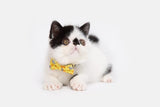 Little Kitty Cat Collar & Bow Tie Cheesin' Around - Premium halsband > kattenhalsband from Little Kitty - Just €9.99! Shop now at Frenkiezdogshop